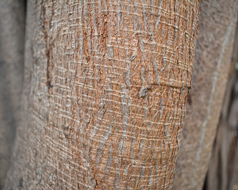 Close up of tree trunk texture.