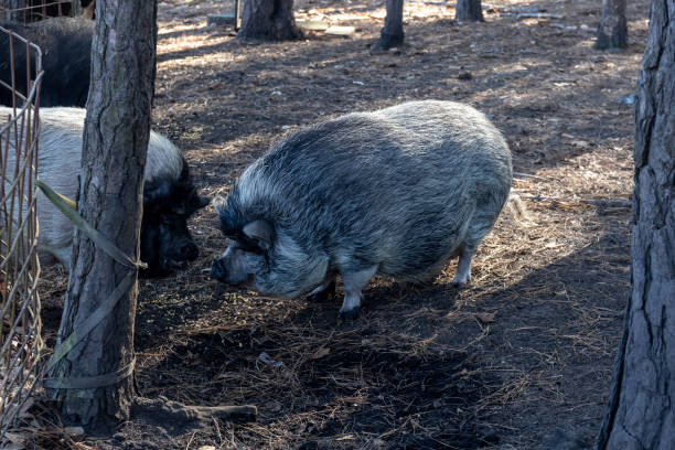 istock pigs on an american farm 1415298112