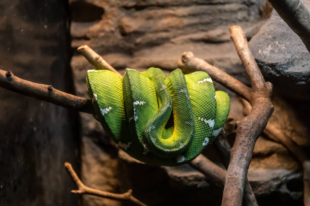 istock Green snake on a branch 1415298256