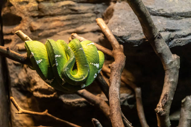 istock Green snake on a branch 1415298266