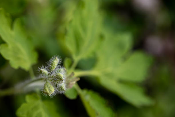Poppy in macro