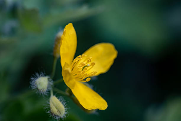 istock Chelidonium majus flower in meadow, close up shoot 1415299470