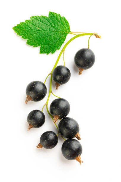 istock branch of fresh blackcurrant with green leaves on a white background 1415302015