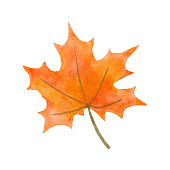 istock Watercolor maple tree leaf isolated on white background. Autumn Drawing of plant. Fall illustration 1415303821