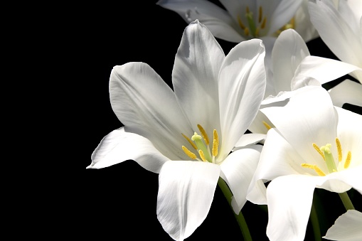 An Easter Lily in bloom