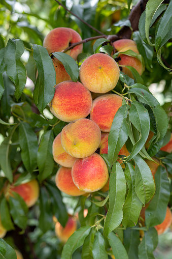 Fresh healthy peaches on a peach tree closeup view