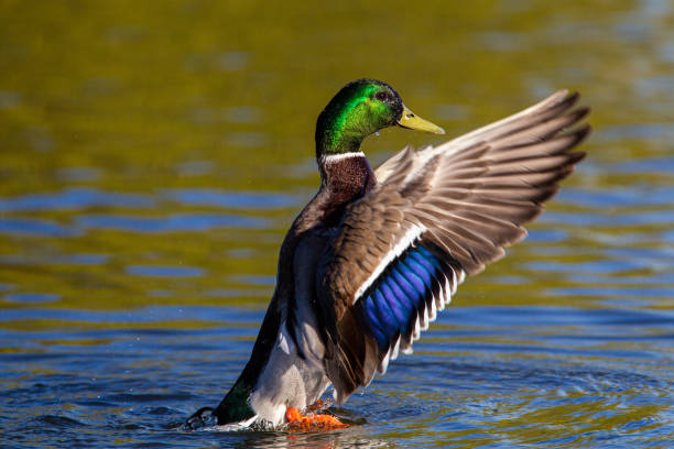 Male mallard ducks swimming before flapping its wings and taking off from a pond in London stock photo
