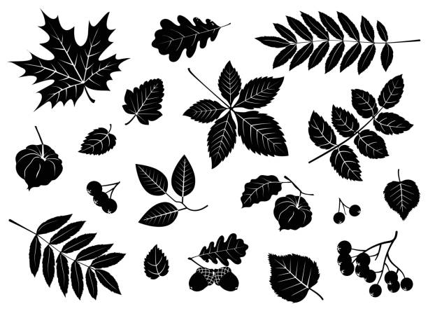 Vector set of leaves, berries, acorns, physalis Silhouette of leaves, berries, acorns, physalis. Decorative handmade elements. silhouette of a fall leaves black and white stock illustrations