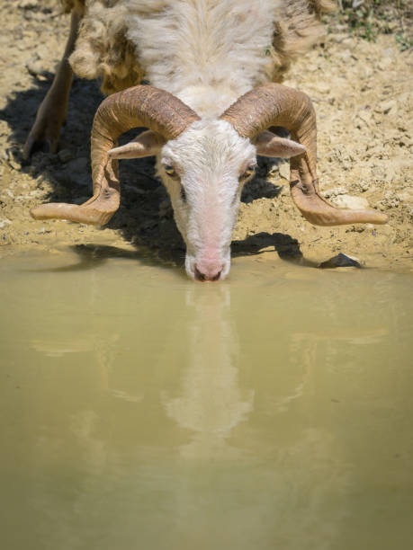 istock A male sheep with beautiful horns drinking 1415307135