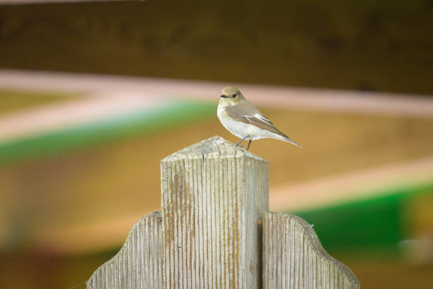 istock A European Pied Flycatcher sitting on a pole 1415307274