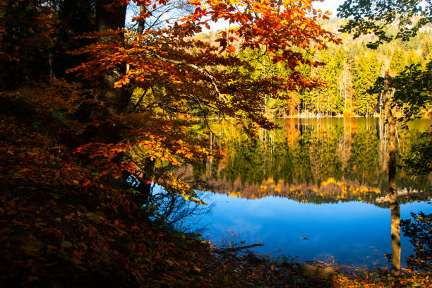 istock Aerial view colorful tree textures in autumn outdoors . Landscape panorama rows of fall trees on hill with blue sky background in sunny day 1415307425