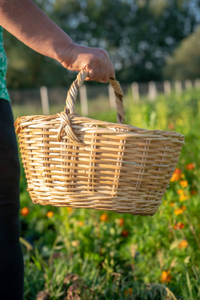 istock Basket of Home Grown Produce 1415308528