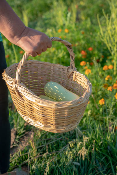 Basket of Home Grown Produce
