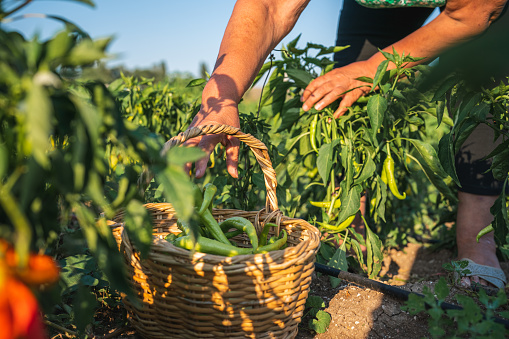 Senior woman Home Gardening