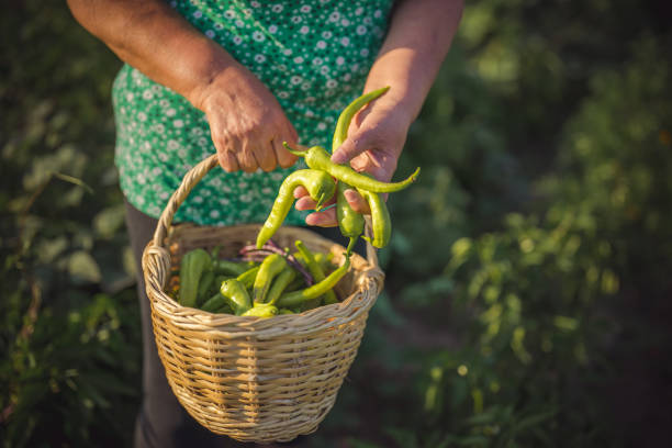 Close up to a vegetables, Home grown produce