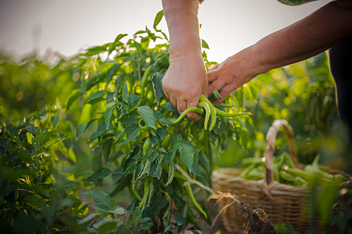 Bush of green peas at garden in summer