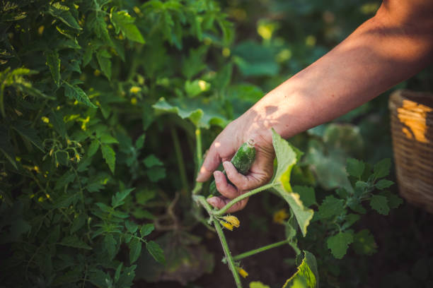 Close up to Harvesting Cucumber