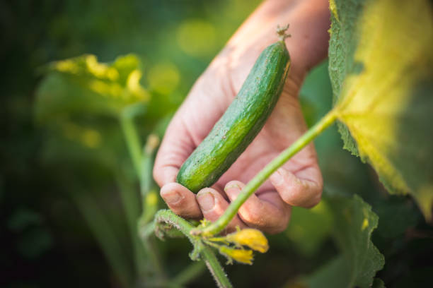 Close up to Harvesting Cucumber