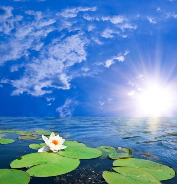 istock water lily in a rays of rising sun 1415313576