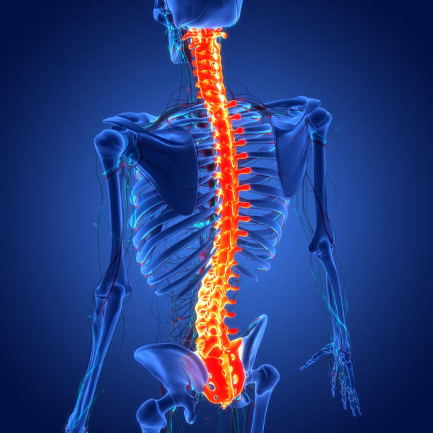 spinalcord wirbelsäule des menschlichen skelettsystems anatomie - lumbar vertebra stock-fotos und bilder