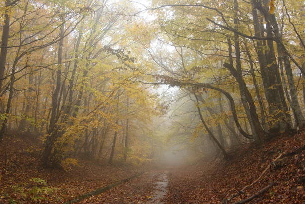 istock misty road in a autumn park 1415314397