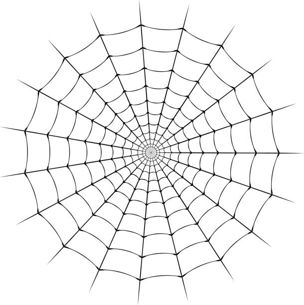 Illustration of a spider web vector illustration spider web stock illustrations