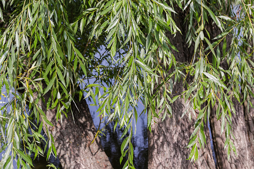 Thin branches of the old willows hanging down on a blurred background of the thick tree trunks and water surface
