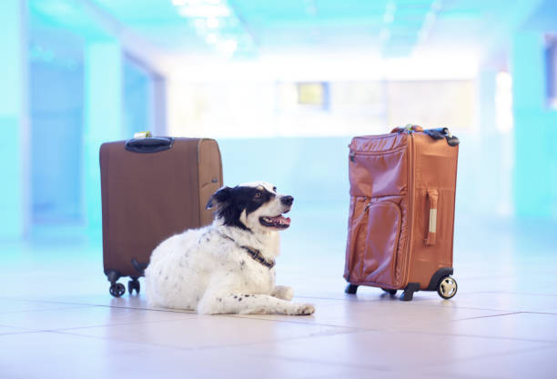 istock Border collie guards suitcases 1415315858