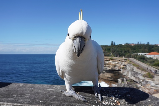 Sydney, NSW, Australia, August 17, 2022.
The bird was looking at the photographer