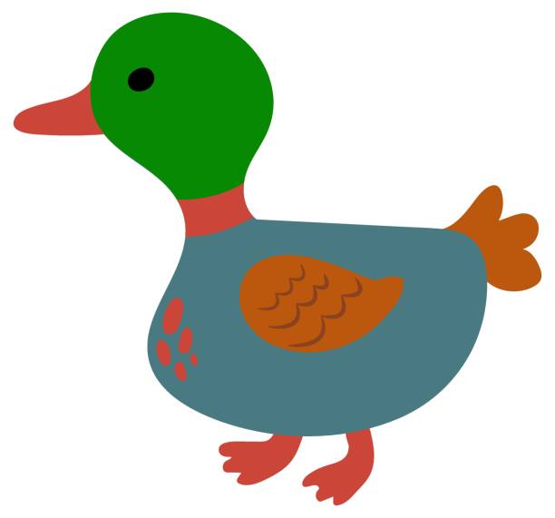 urocza ręcznie rysowana kaczka. zwierzęta gospodarskie. białe tło, izoluj. ilustracja wektorowa. - duck beak humor drawing stock illustrations