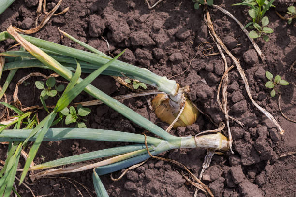 istock Ripening onion with fallen stems on a field, close-up 1415319767