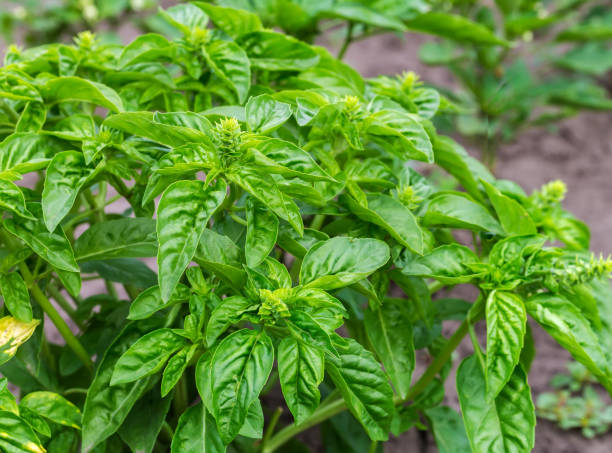 istock Bush of the green basil on a field in selective focus 1415319991