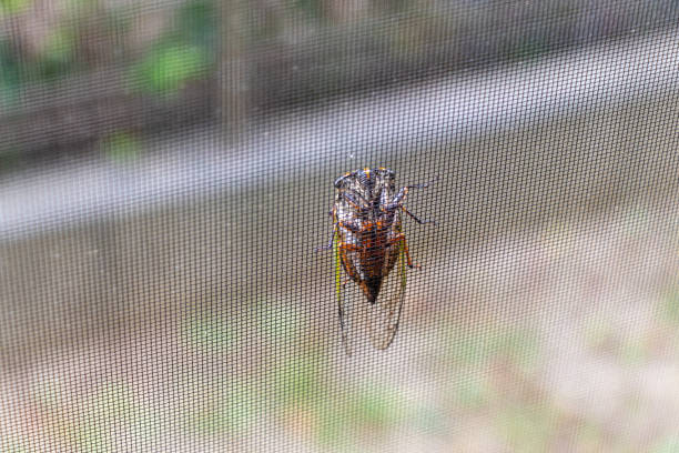 istock A cicada climbing a screen door while showing its abdomen 1415322312
