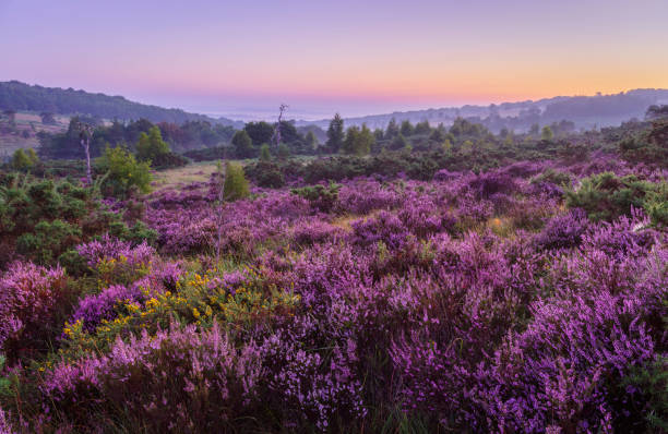 August Heather Ashdown Forest August heather on the heath during dawn blue hour on Ashdown Forest High Weald east Sussex south east England ashdown forest photos stock pictures, royalty-free photos & images