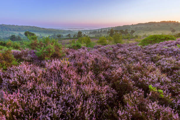 August Heather Ashdown Forest August heather on the heath during dawn blue hour on Ashdown Forest High Weald east Sussex south east England ashdown forest photos stock pictures, royalty-free photos & images