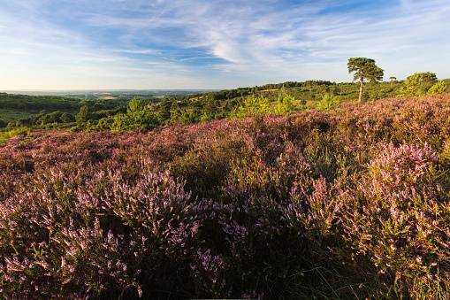 August Heather and Heath on Ashdown Forest during sunset on the High Weald in East Sussex south east England UK