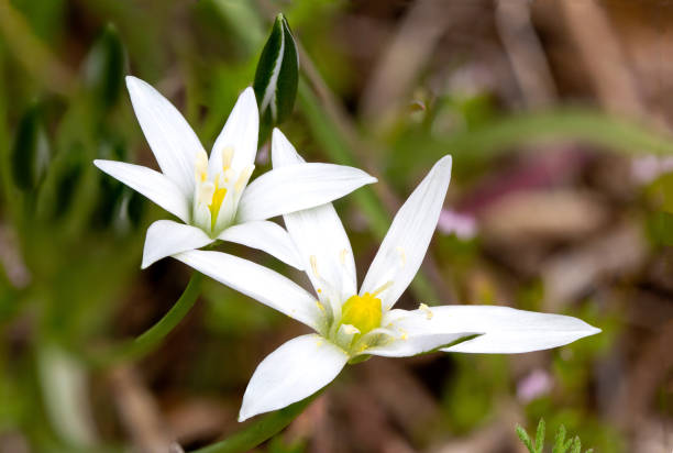 istock Ornithogalum umbellatum 1415323069