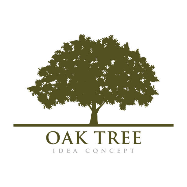 ilustrações, clipart, desenhos animados e ícones de vetor de design de ilustração de carvalho - oak tree