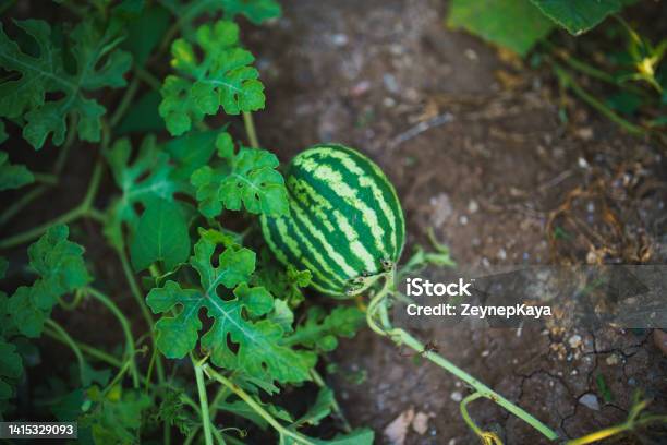 Close Up To A Watermelon Home Grown Produce Stock Photo - Download Image Now - Watermelon, Agricultural Field, Agricultural Activity