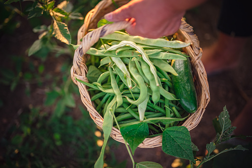 Horizontal photo of female hands holding fresh green beans with vegetable garden in background