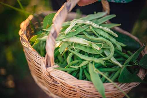 Close up to a freshly picked green beans, Home grown produce