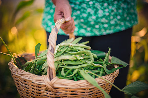 Close up to a freshly picked green beans, Home grown produce