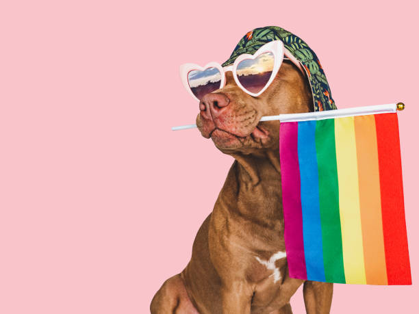 istock Lovable, pretty dog and Rainbow Flag. Closeup 1415331358