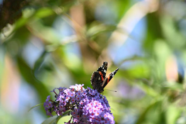 istock A Red Admiral butterfly, Vanessa atalanta, extrapolating the nectar from a lilac Buddleia Lilac Cascade in between the shadows of the bright sunshine on a summers day 1415331583
