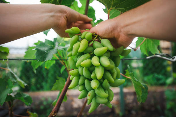 istock farmer is picking green grapes in a vineyard 1415334228