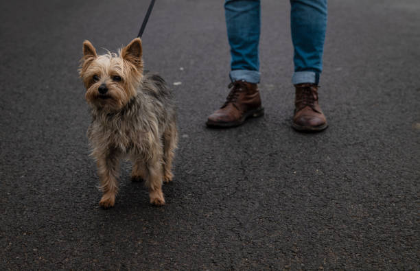 istock Human legs and small dog walking on road 1415338338