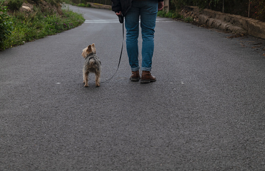 Human legs and small dog walking on road