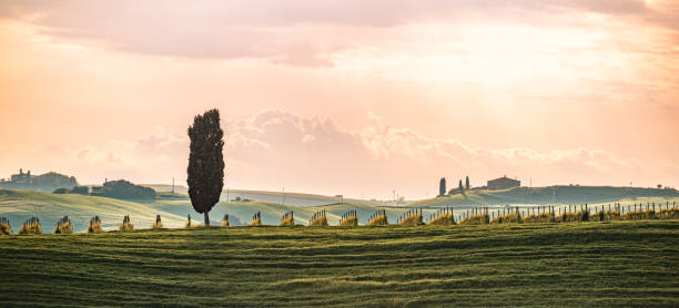 the lonely cypress tree, val d'orcia, tuscany, italy - val tuscany cypress tree italy imagens e fotografias de stock