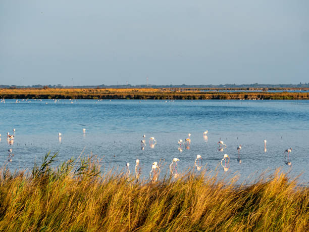Flamingos in the Lagoon of Comacchio