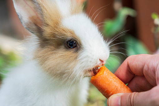 Cute Baby Rabbit Eating Cute Baby Rabbit Eats A Carrot Stock Photo - Download Image Now ...